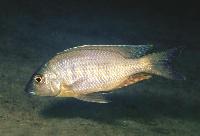Ctenopharynx nitidus, Namalenje