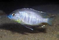 Ctenopharynx pictus, Likoma