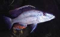Dimidiochromis compressiceps