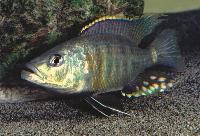 Hemitaeniochromis urotaenia