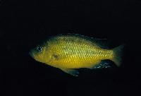 Hemitaeniochromis sp. 'urotaenia yellow', Mdoka