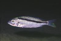 Mylochromis sp. 'kande', Kande