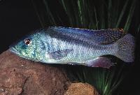 Mylochromis lateristriga