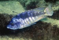 Mylochromis labidodon, Mbenji