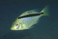 Mylochromis melanonotus, Eccles Reef
