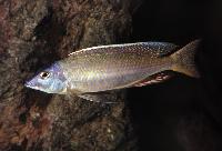 Otopharynx sp. 'silver torpedo'