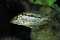 Mylochromis sphaerodon