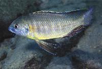 Mylochromis subocularis, Chesese