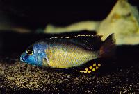 Naevochromis chrysogaster