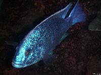 Sciaenochromis fryeri