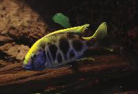 Nimbochromis venustus, Senga Bay
