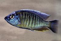 Nyassachromis boadzulu, Crocodile Rock