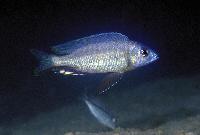 Nyassachromis eucinostomus, Otter Point