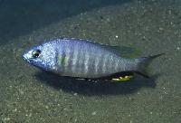 Nyassachromis microcephalus, Selewa