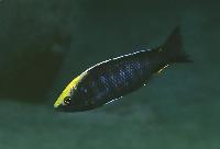 Nyassachromis sp. "mloto goldcrest", Makonde