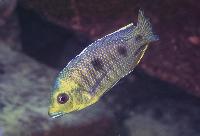 Otopharynx sp. "auromarginatus goldhead", N´kolongwe