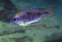 Otopharynx sp. "auromarginatus  mara", Likoma