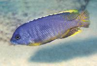 Otopharynx sp. "auromarginatus margrette", Likoma