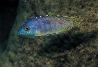 Otopharynx sp. "heterodon longnose", Lundo
