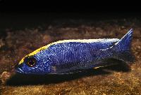 Otopharynx lithobates, Zimbawe Rock
