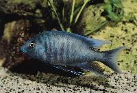 Otopharynx selenurus