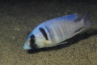 Placidochromis electra, Londo