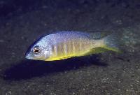 Placidochromis sp. 'electra blackfin', Makonde