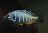 Placidochromis sp. 'electra blue', Hongi