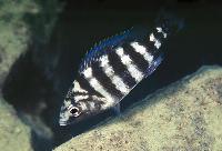 Placidochromis sp. "johnstoni solo", Nkanda