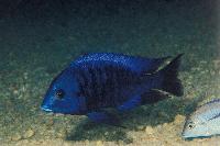 Protomelas annectens, Otter Point