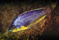Protomelas, sp. "hertae", Maleri