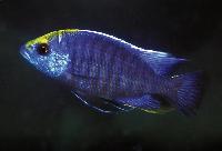 Protomelas spilonotus, Mara Rocks