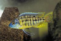 Protomelas sp. "spilonotus mozambique", Hai Reef