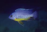 Protomelas taeniolatus, Masinje