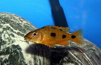 Exochochromis anagenys