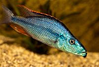 Dimidiochromis compressiceps