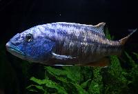 Aristochromis christyi