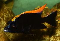 Otopharynx lithobates, black orange dorsal