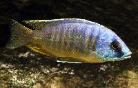 Otopharynx sp. 'three spot Magunga'