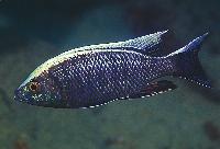 Copadichromis ilesi', Gome