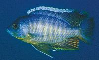 Copadichromis sp. 'mbenji blue', Mbenji