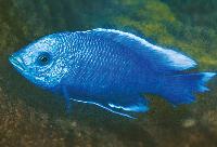 Copadichromis sp. 'yellow jumbo', Gome