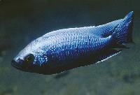 Copadichromis trewavasae, Chizumulu 
