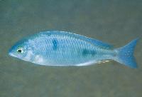 Otopharynx decorus, Ntekete