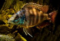 Placidochromis milomo