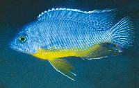 Protomelas sp. 'steveni imperial', Gome 