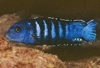 Pseudotropheus sp. 'ndumbi gold', Ndumbi 