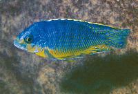 Protomelas sp. 'steveni imperial', Pombo Rocks