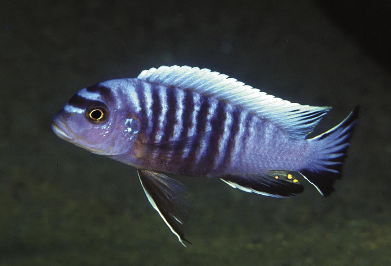 Heteropictus sebra