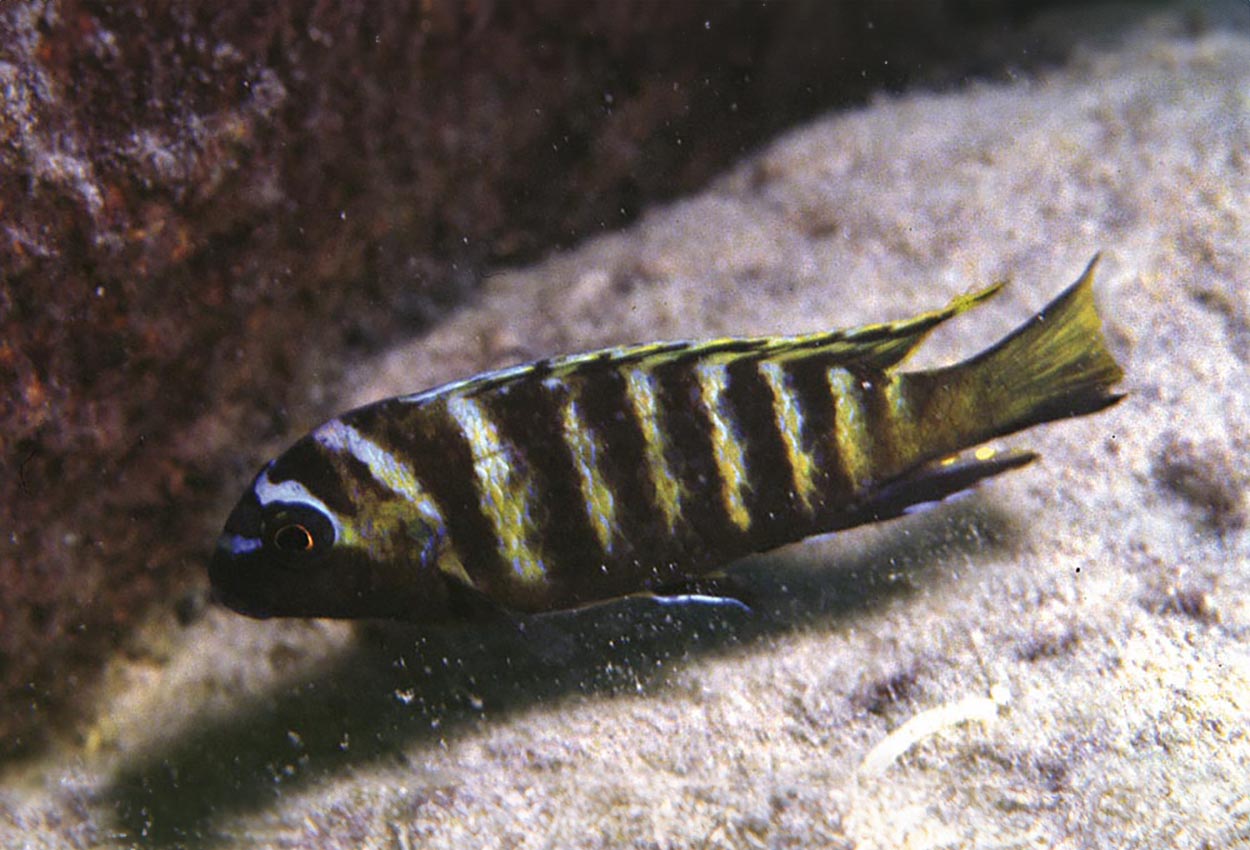 Elongatus gullbarre